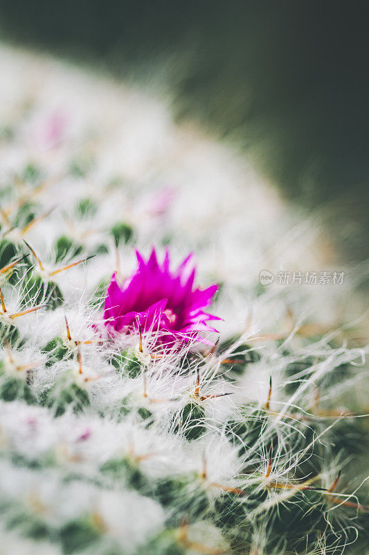 小开花的仙人掌