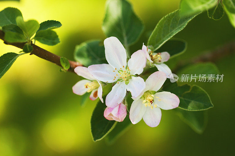 在一个有自然光照的花园里的一棵苹果树上开花。焦点在前景，背景失去焦点