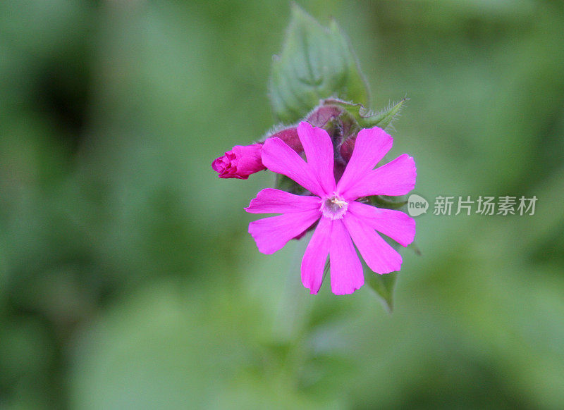 普通锦葵，野花英国