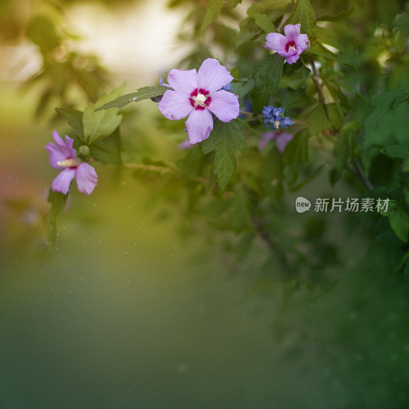 粉色的芙蓉背景