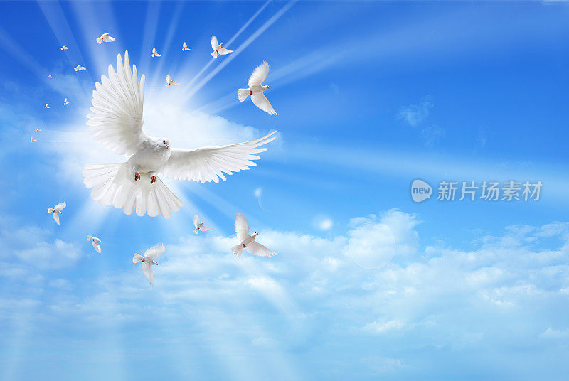 圣灵鸽子在天空中飞翔