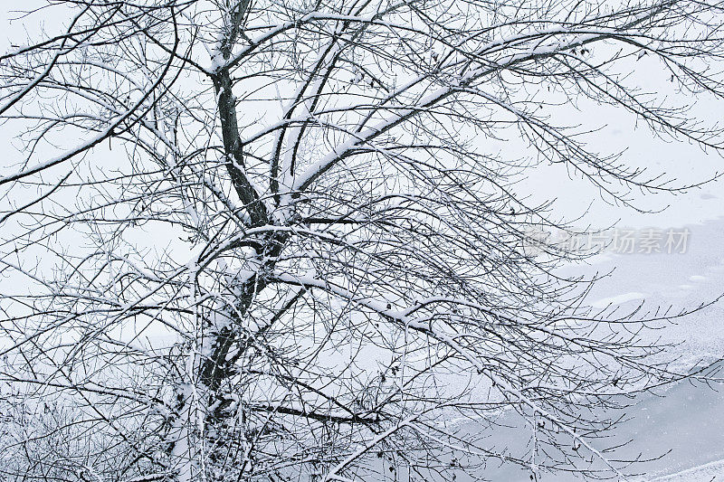 冬天的森林里下雪