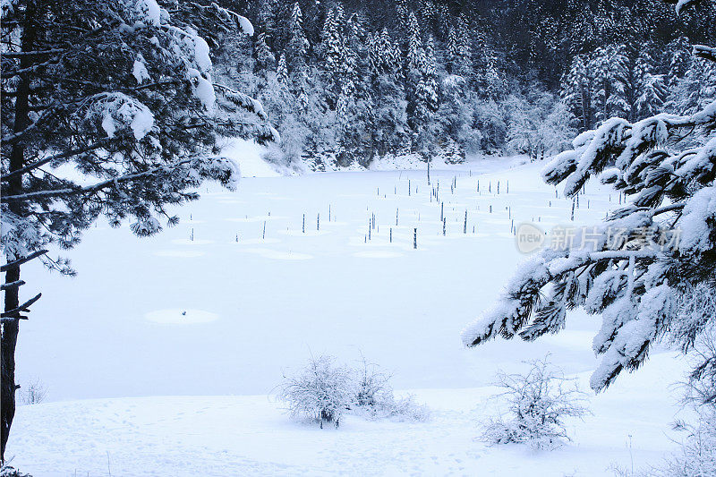 雪树