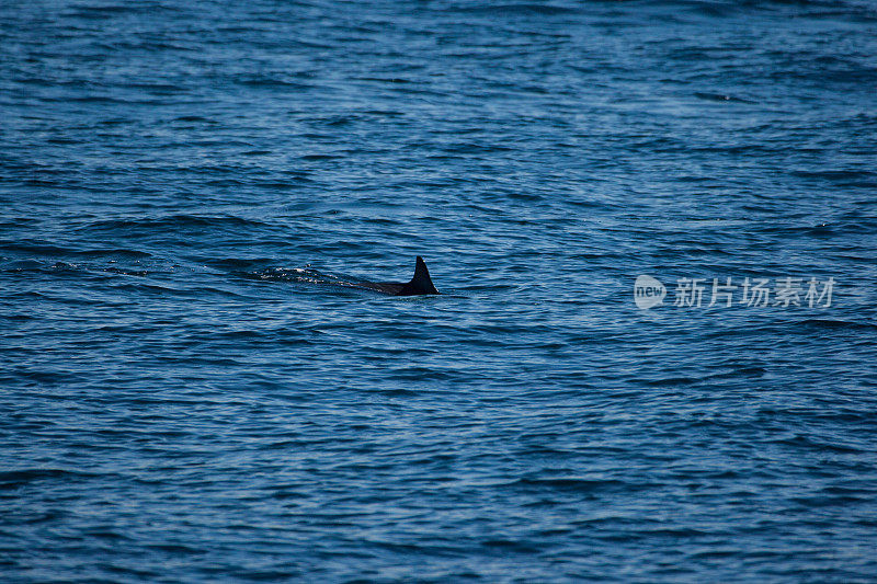 海豚在水里玩耍