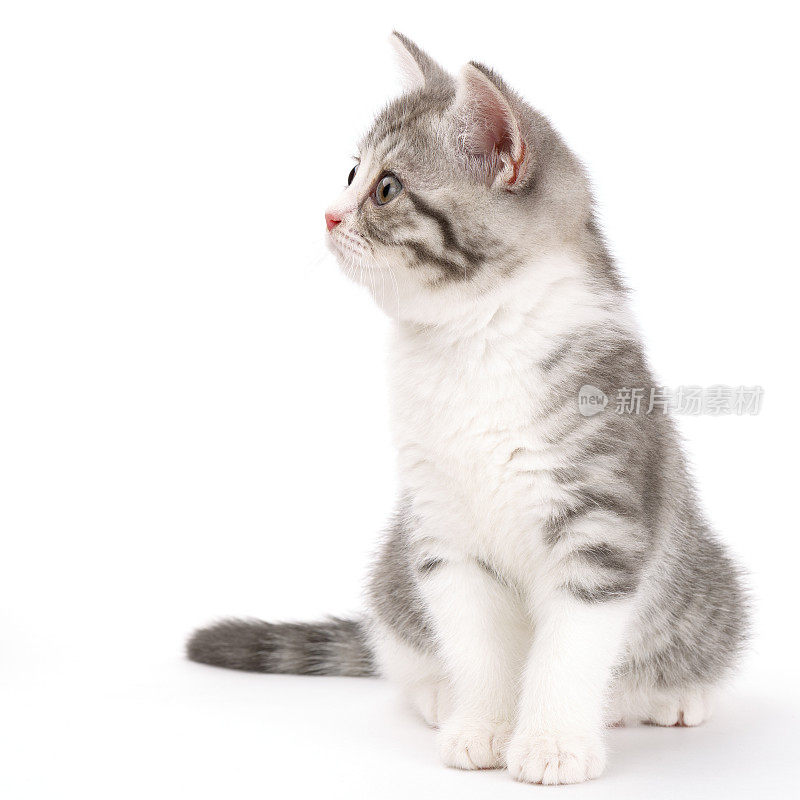 小灰猫坐在小白身上，往一边看。