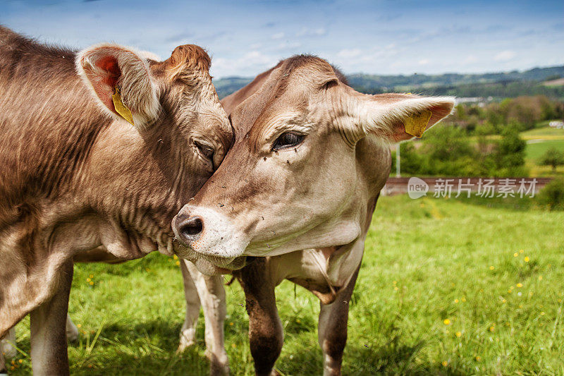 两头牛在绿色的田野里互相拥抱