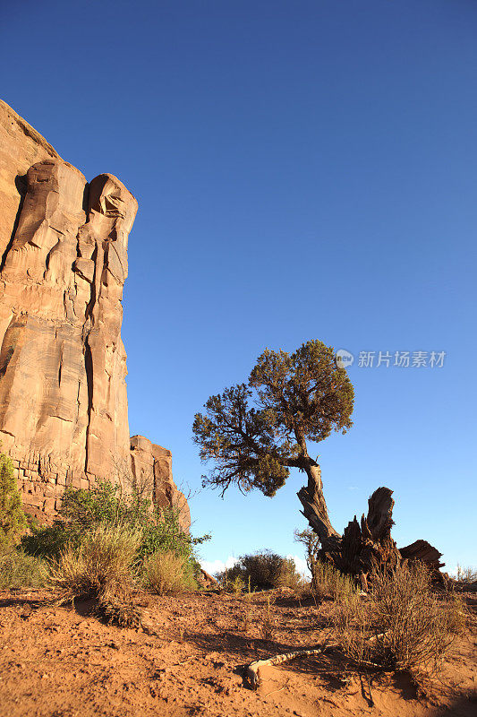 树和悬崖，纪念碑谷，亚利桑那州