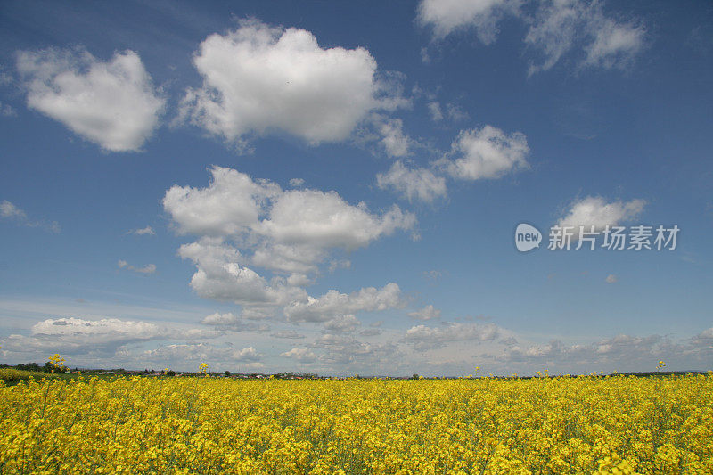 田野上空的云朵