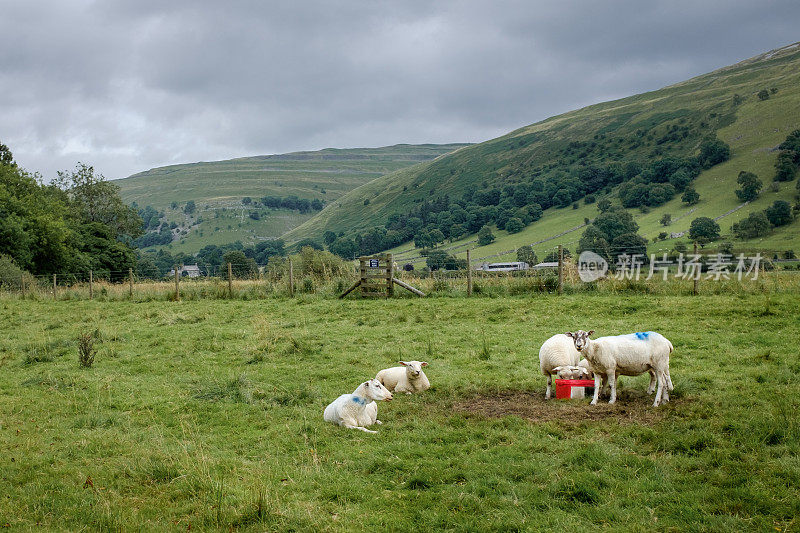 英格兰巴克登附近的约克郡山谷里的一群羊。