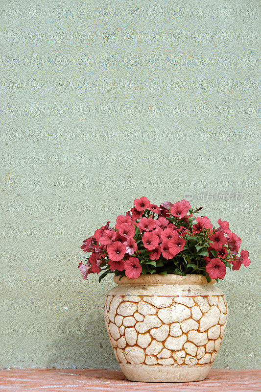 街道上的陶瓷花盆里放着粉红色的矮牵牛花。