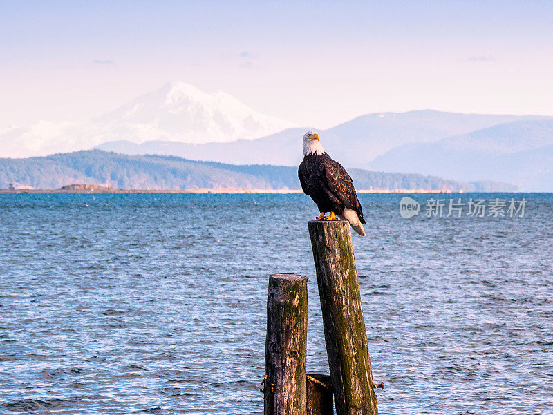 秃鹰坐在岸边的木桩上。悉尼，BC省，温哥华岛，加拿大