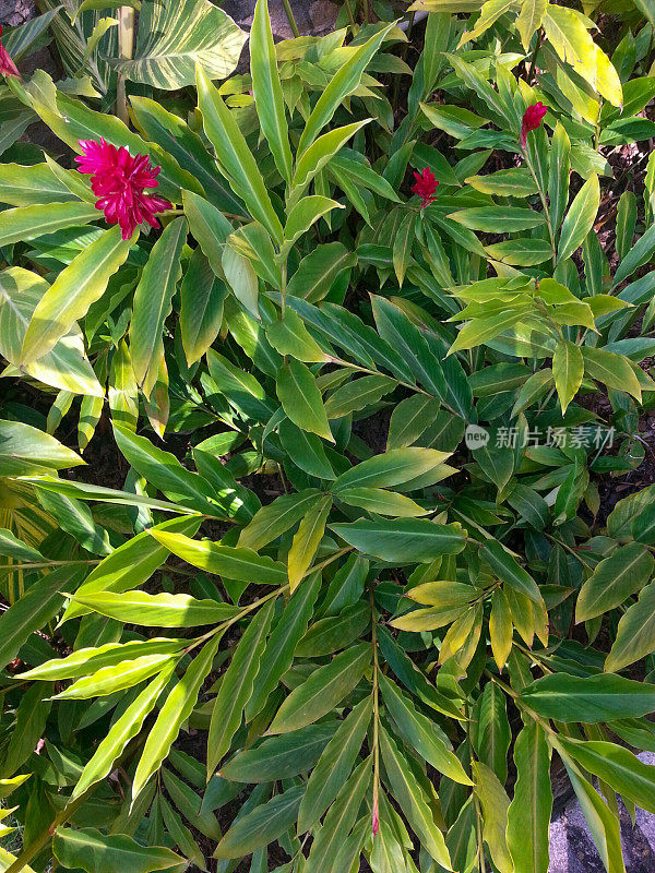 凤梨属植物，叶绿