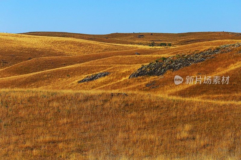 巴西南部，田园诗般的风景，金色日出的草原