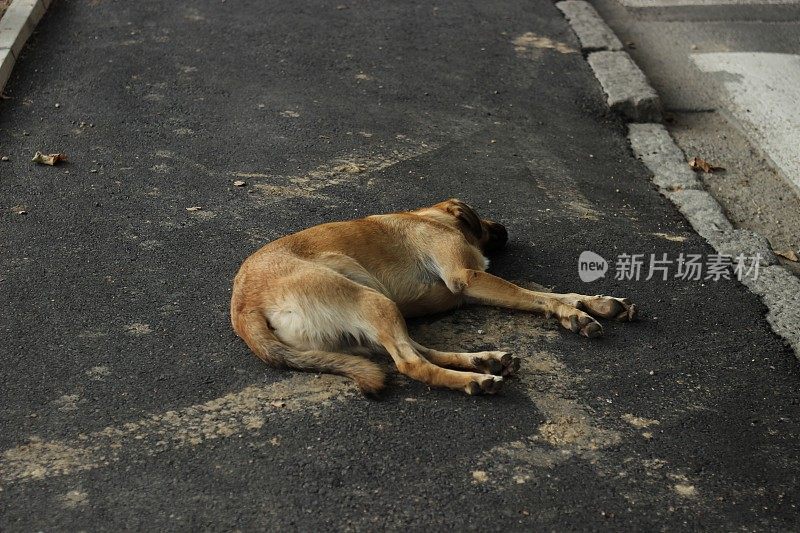 睡在街上的狗