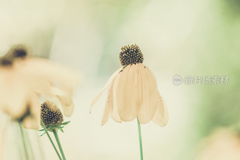 阳光下的Rudbeckie