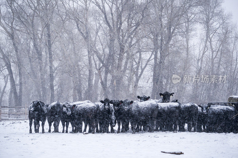 冬天，肉牛站在暴风雪中