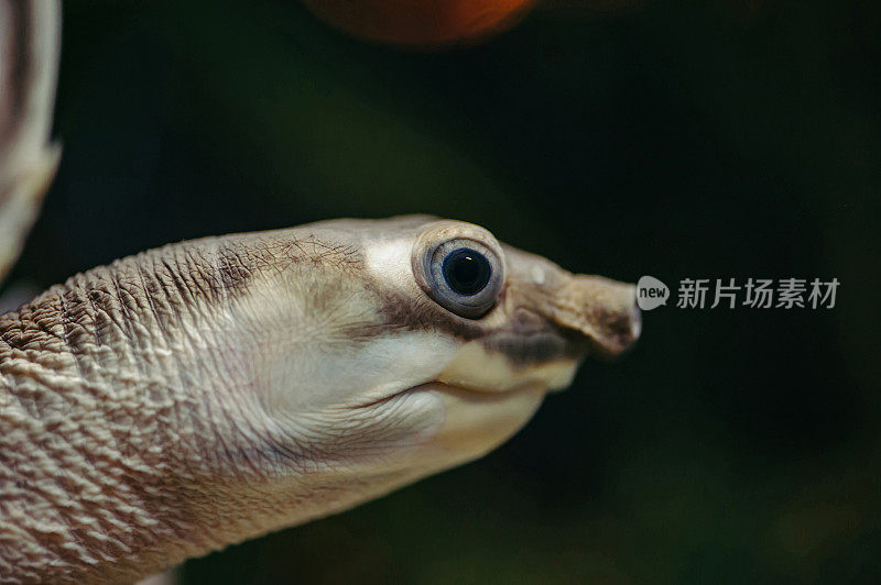 Carettochelys龟。