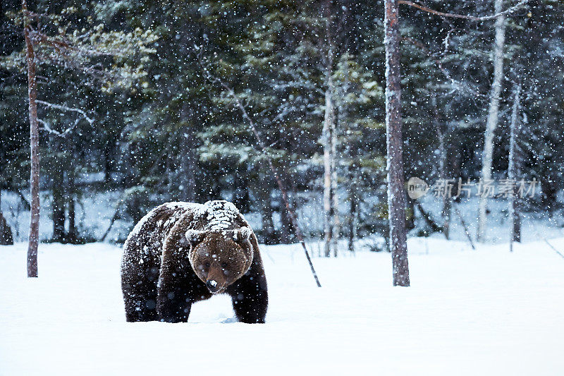 棕熊在雪地里行走