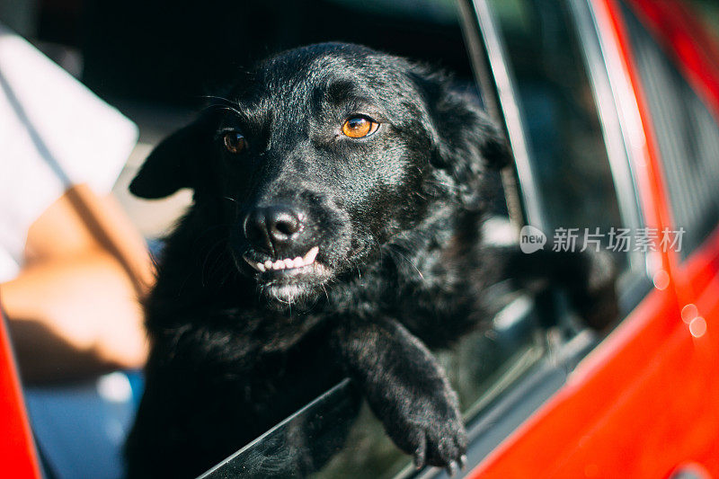 狗往车窗外看