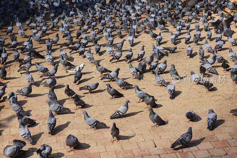 杜巴广场上的鸽子