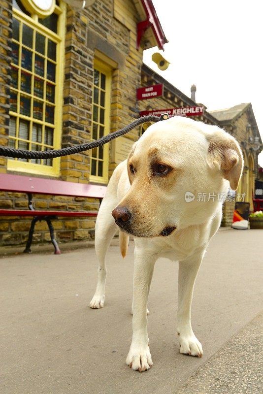 拉布拉多寻回犬