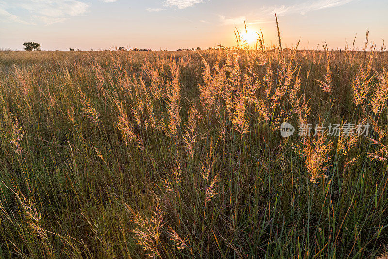 印第安草(高粱)日落，1号，俄克拉荷马州
