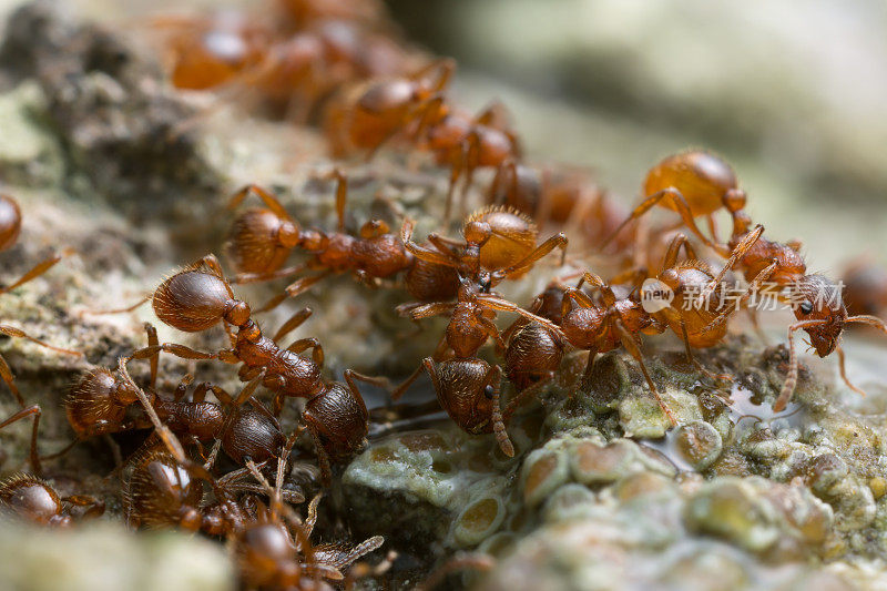 以橡树汁为食的Myrmica蚂蚁