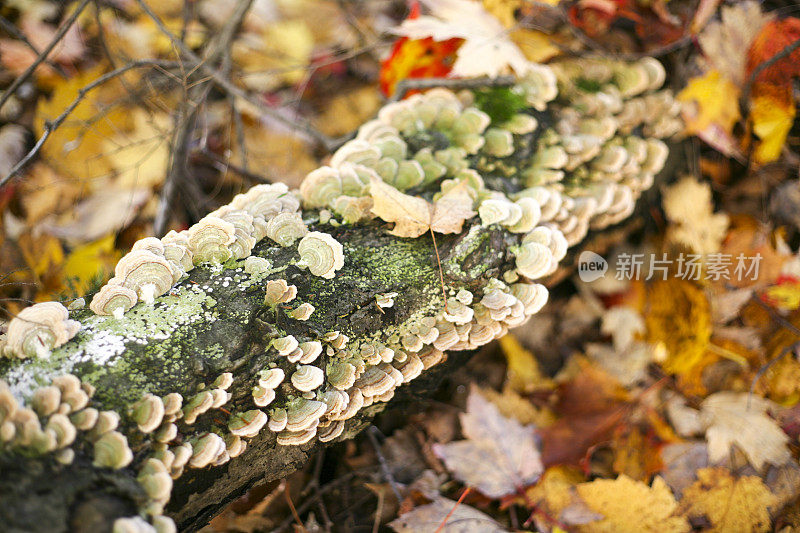 秋天，在加拿大的森林里，地上的一根枯枝上长着许多蘑菇。