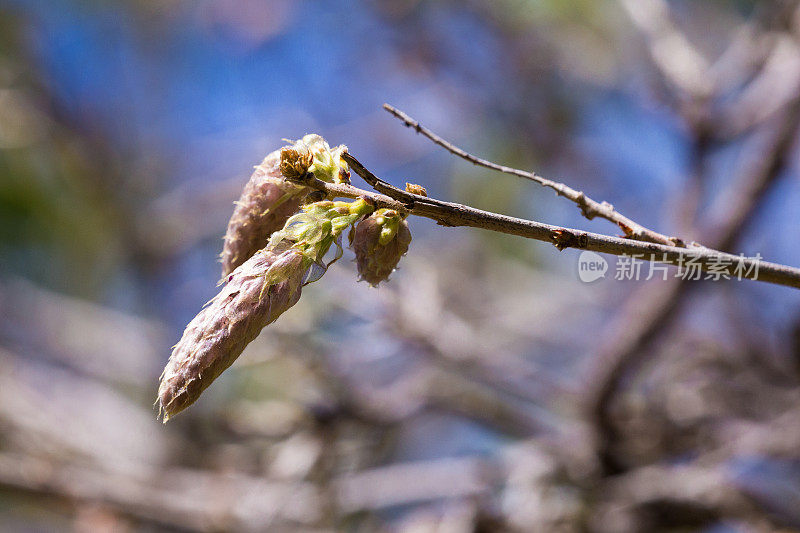 春天，第一个紫藤芽出现在树枝的顶端