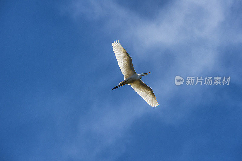 埃尔霍恩沼泽筑巢区上空飞行中的大白鹭