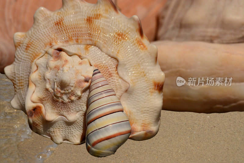 带条纹的郁金香，一个陆地蜗牛前面的贝壳在海岸线上。