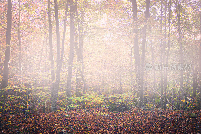 Montseny、巴塞罗那、Catalonia、西班牙