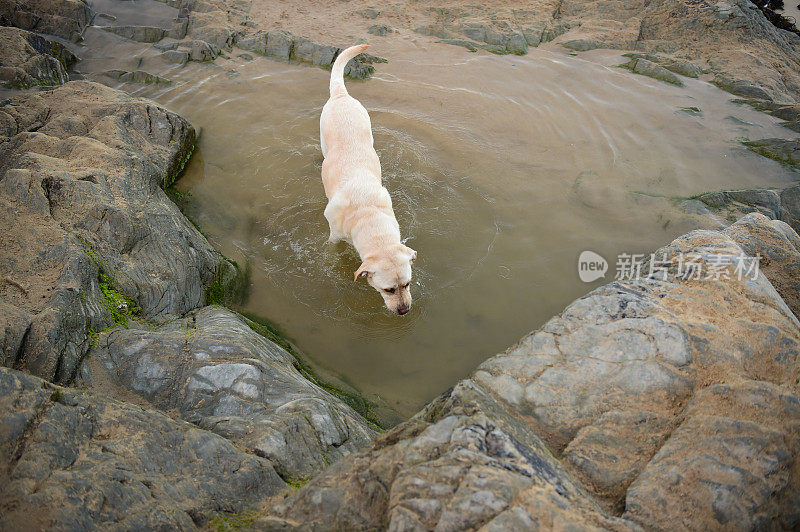 康沃尔的拉布拉多寻回犬