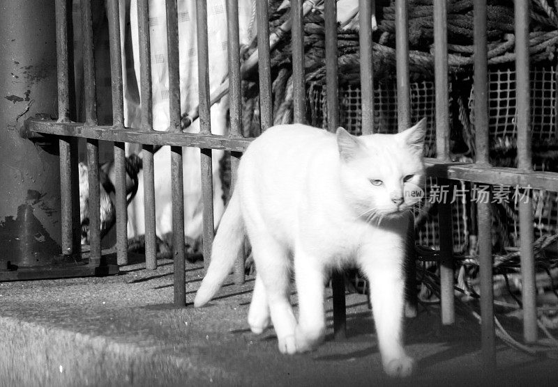 白色的流浪猫在阳光下散步。