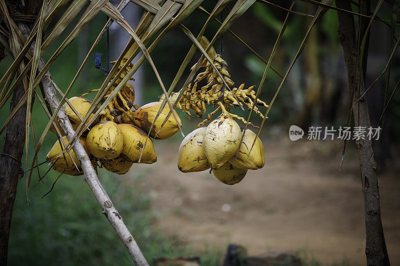 街头市场的摊位上出售的椰子