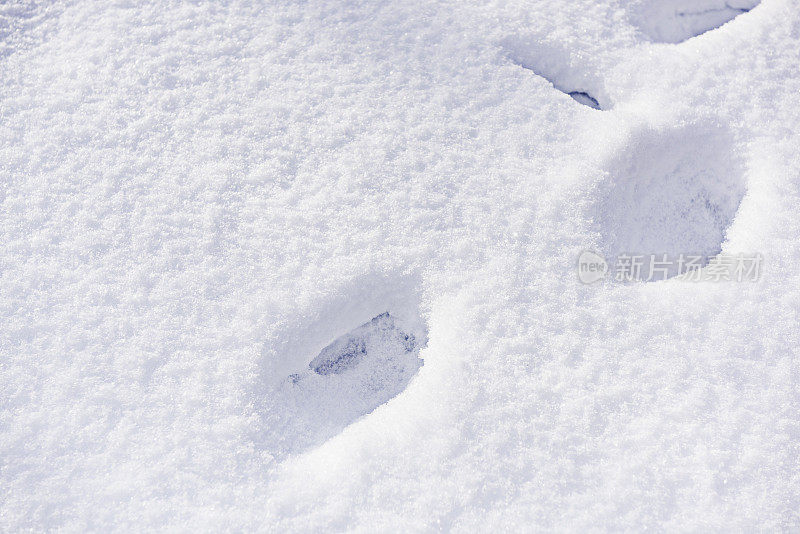 在雪地上的足迹