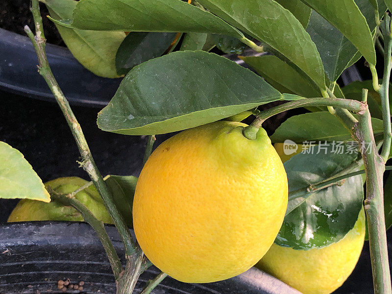 树上的柠檬