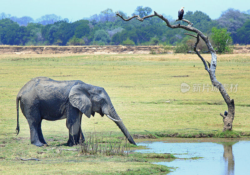 赞比亚南卢安瓜国家公园，一只非洲象站在一棵光秃秃的树旁，一只非洲鱼鹰栖息在那里