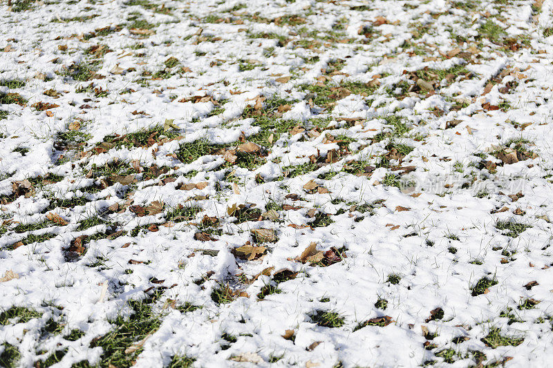 绿叶下的草雪