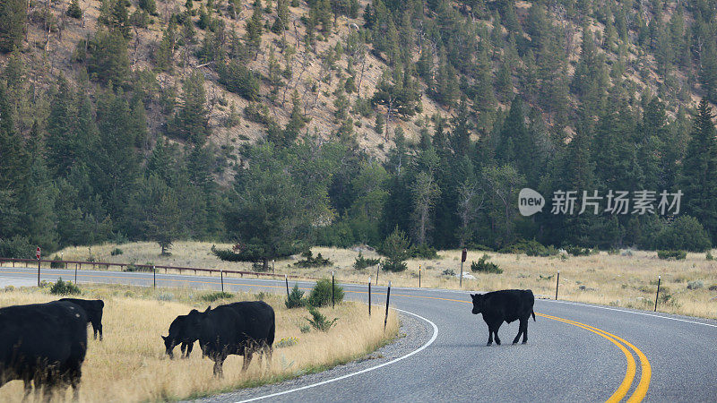 怀俄明州西部，过马路的牛