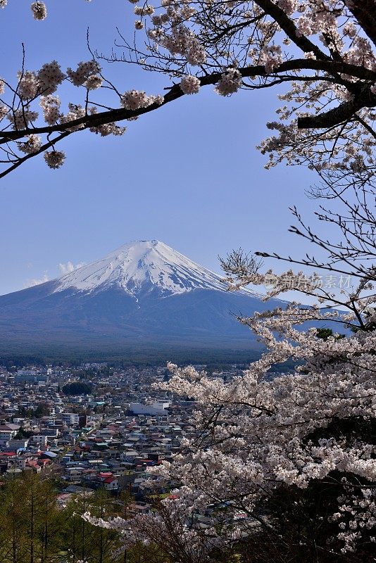 樱花盛开的富士山，取自富士吉田市