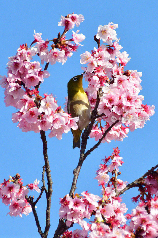 樱花和日本白眼