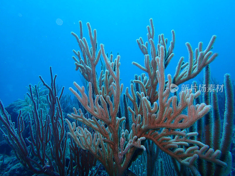 加勒比海海底珊瑚礁
