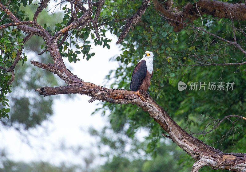 南非:非洲鱼鹰