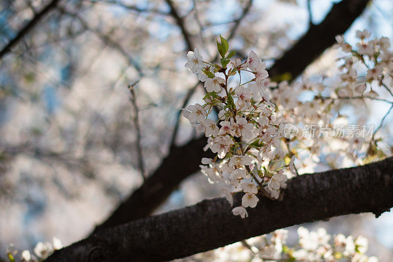 樱花