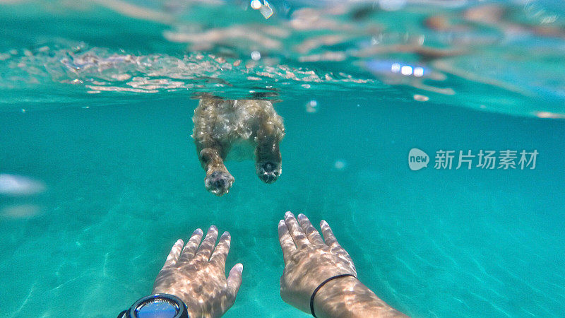 一个年轻女子在可卡犬后面游泳