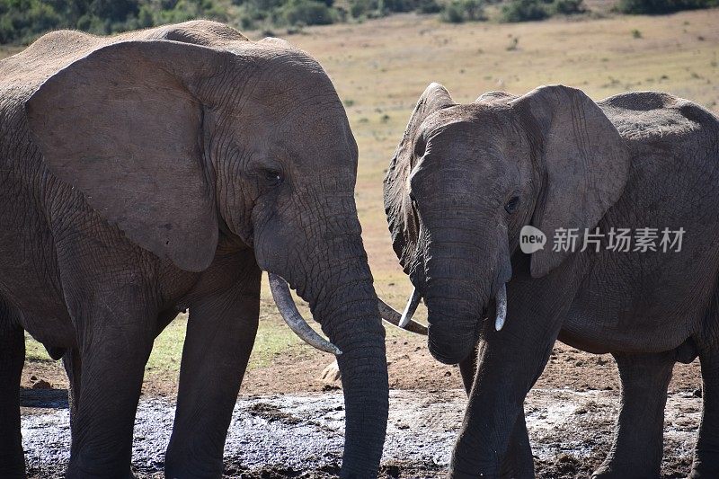 在南非科尔切斯特阿多大象公园的一对大象夫妇的特写