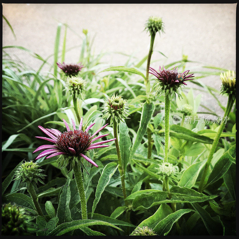 松果花开始开花和日本甲虫