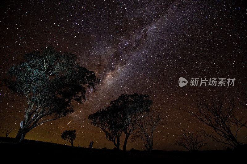 一棵树的剪影映衬在明亮的银河夜空中