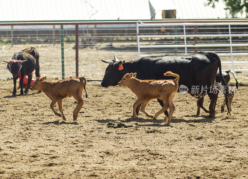 在美国犹他州盐湖城的牧场牧场放牧牛、牛、小牛肉